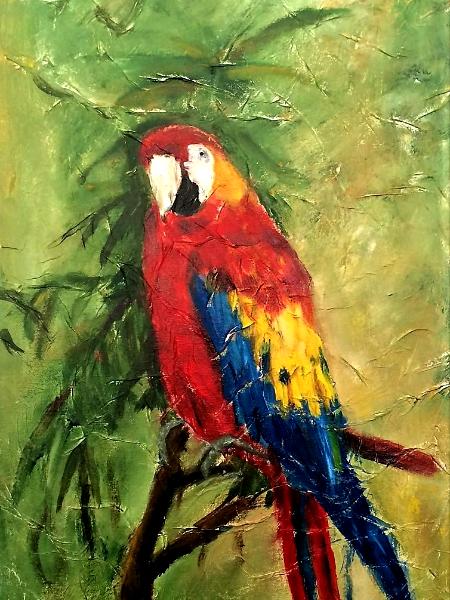 Scarlet Macaw