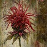 Bee Balm (AKA Bad Hair Day)